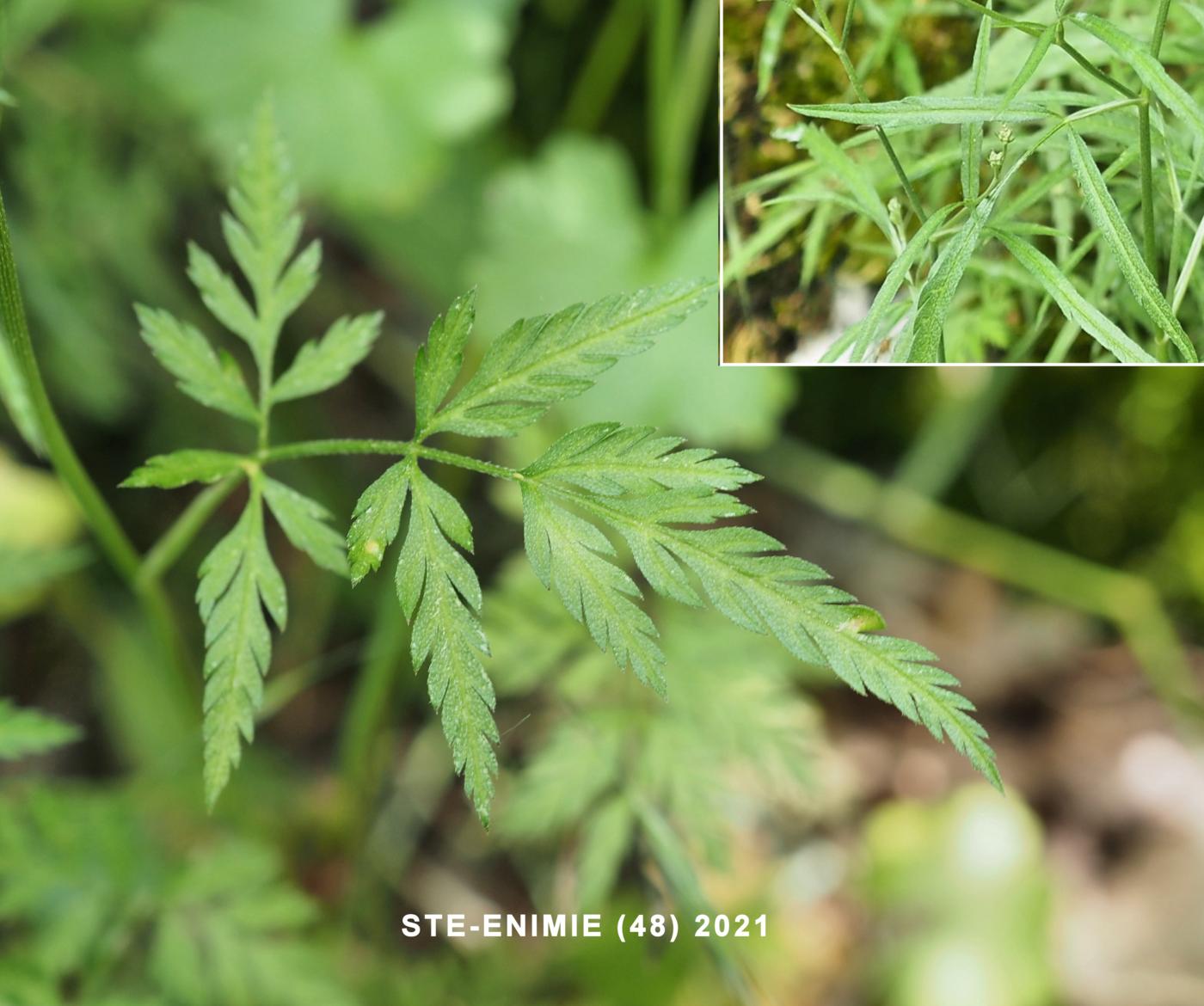 Burr Parsley, (Purple) leaf